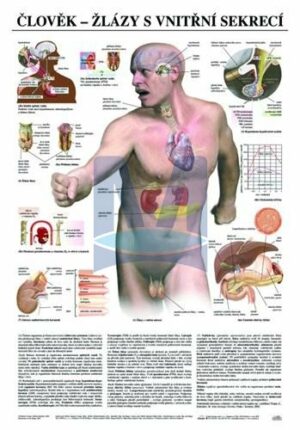 Člověk - žlázy s vnitřní sekrecí