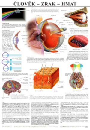 Člověk - zrak