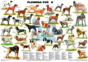 Plemena psů II